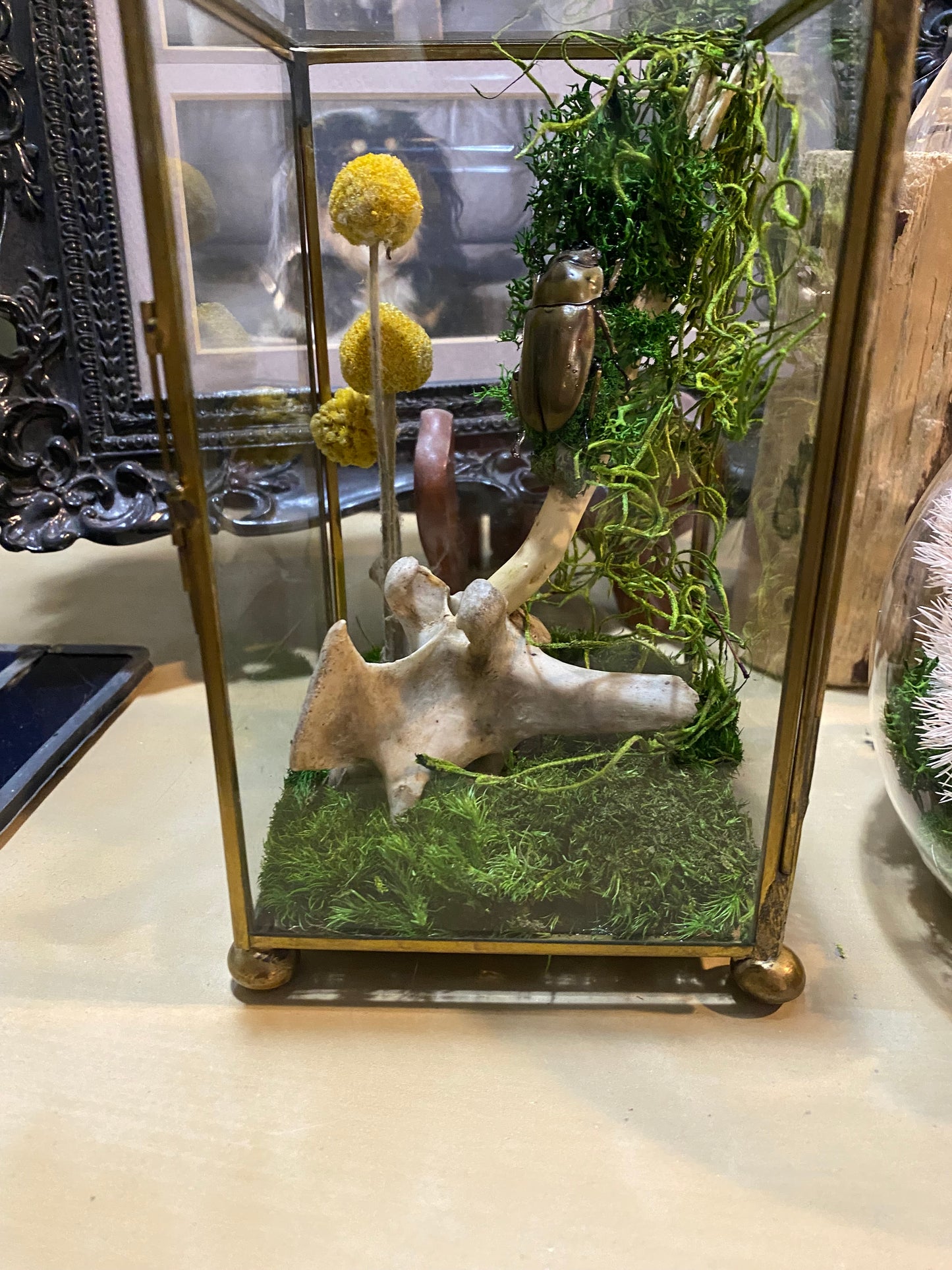 Beetle Still Life Case