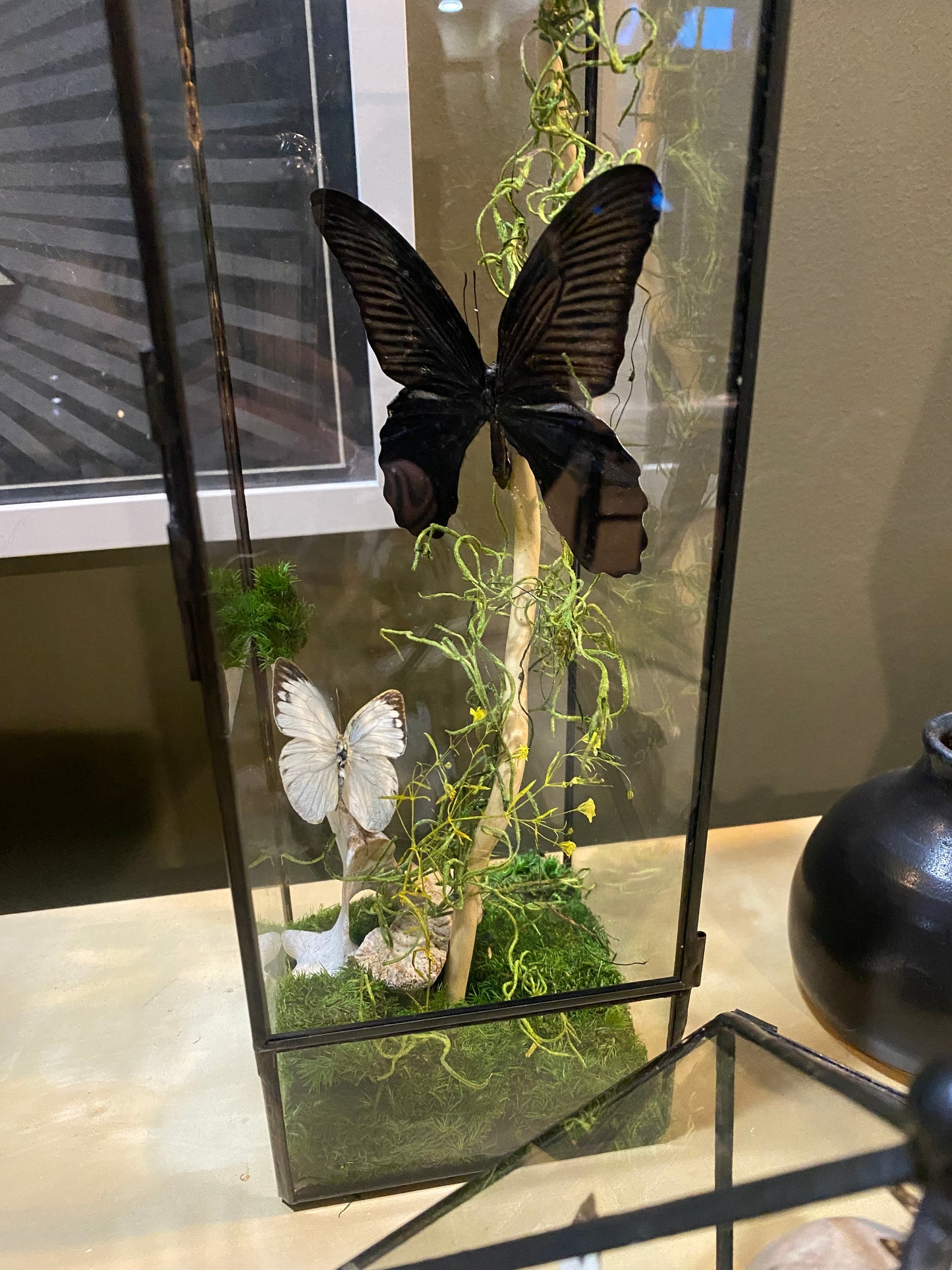 Butterfly Still Life Terrarium