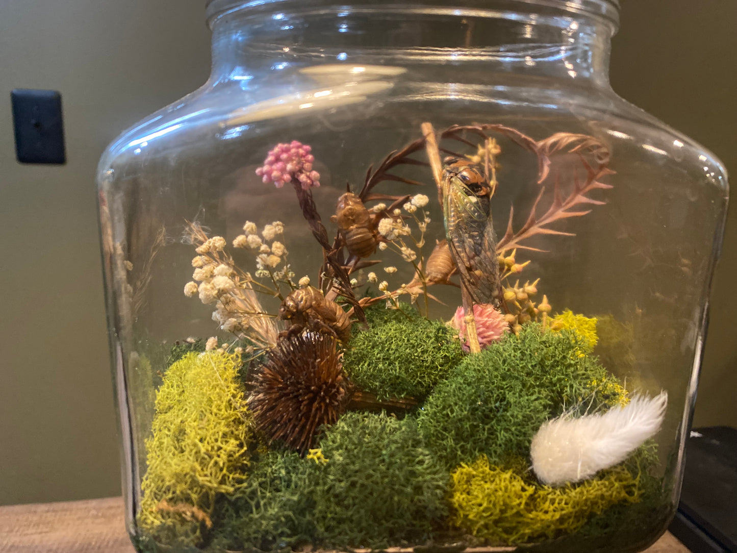 Still Life Terrarium — Cicada