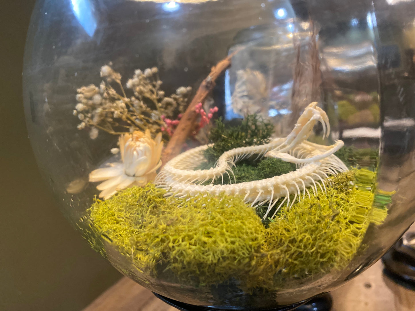 Still Life Terrarium — White Tree Viper
