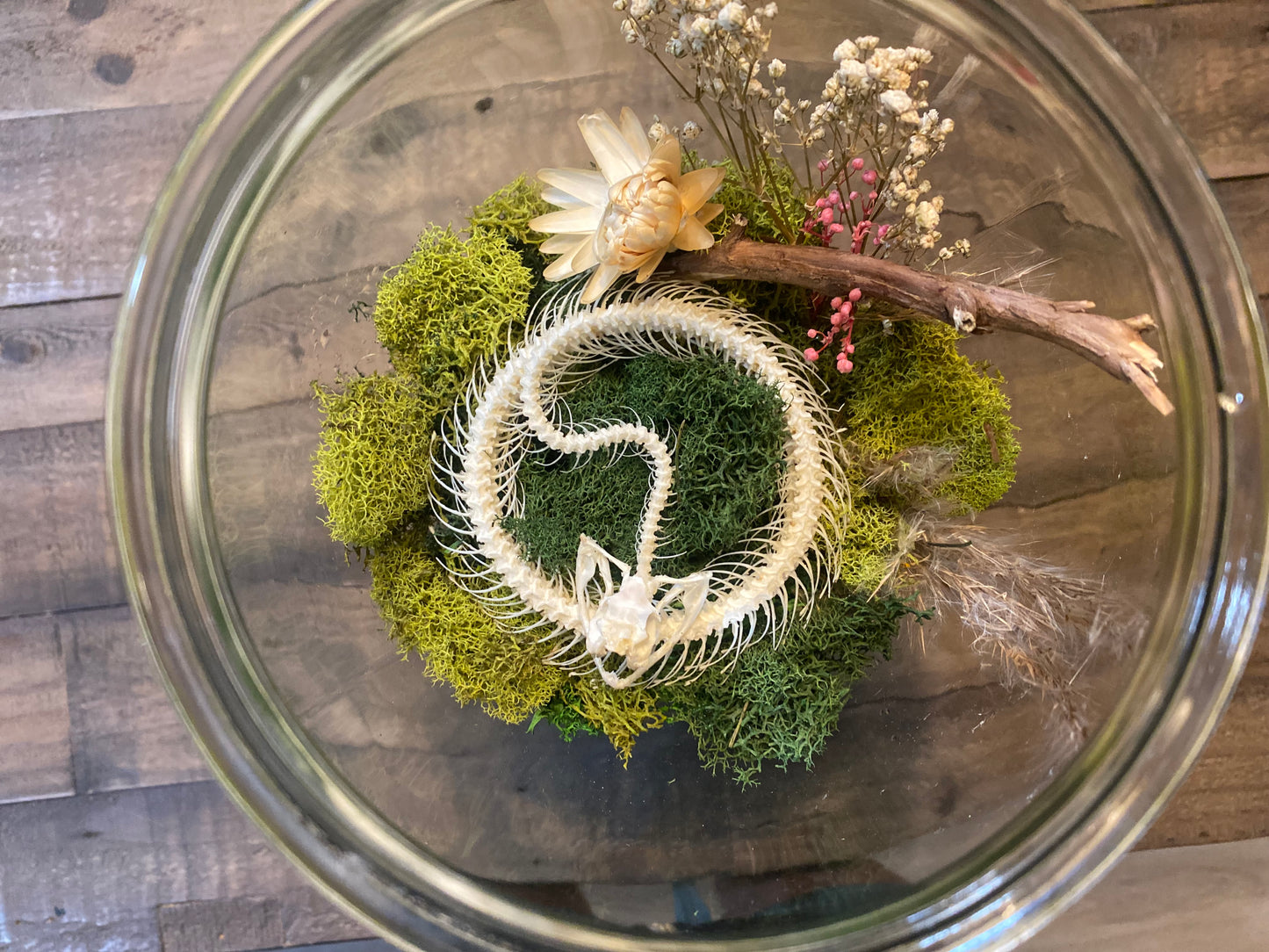 Still Life Terrarium — White Tree Viper