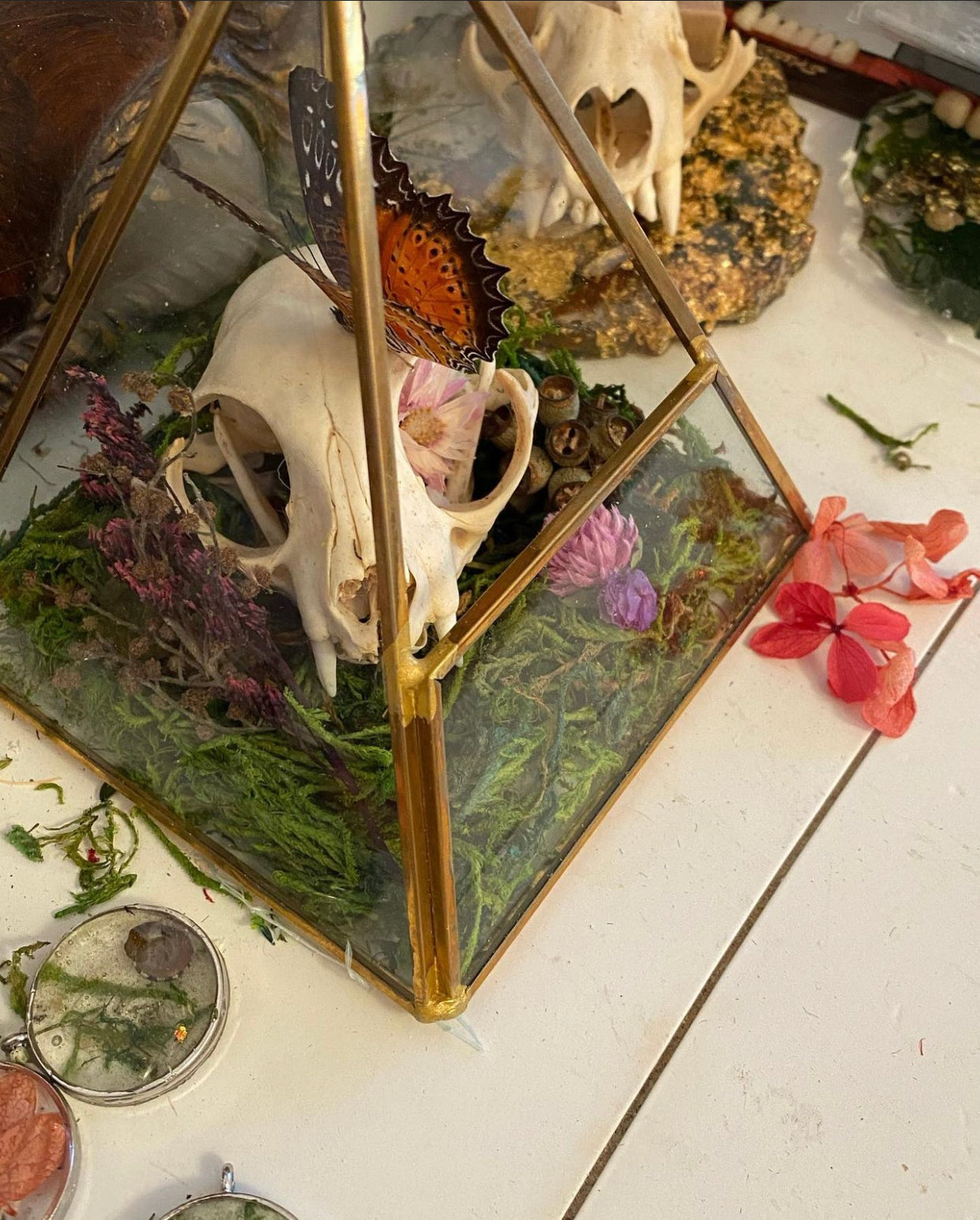 Assorted Cat Skull Terrariums
