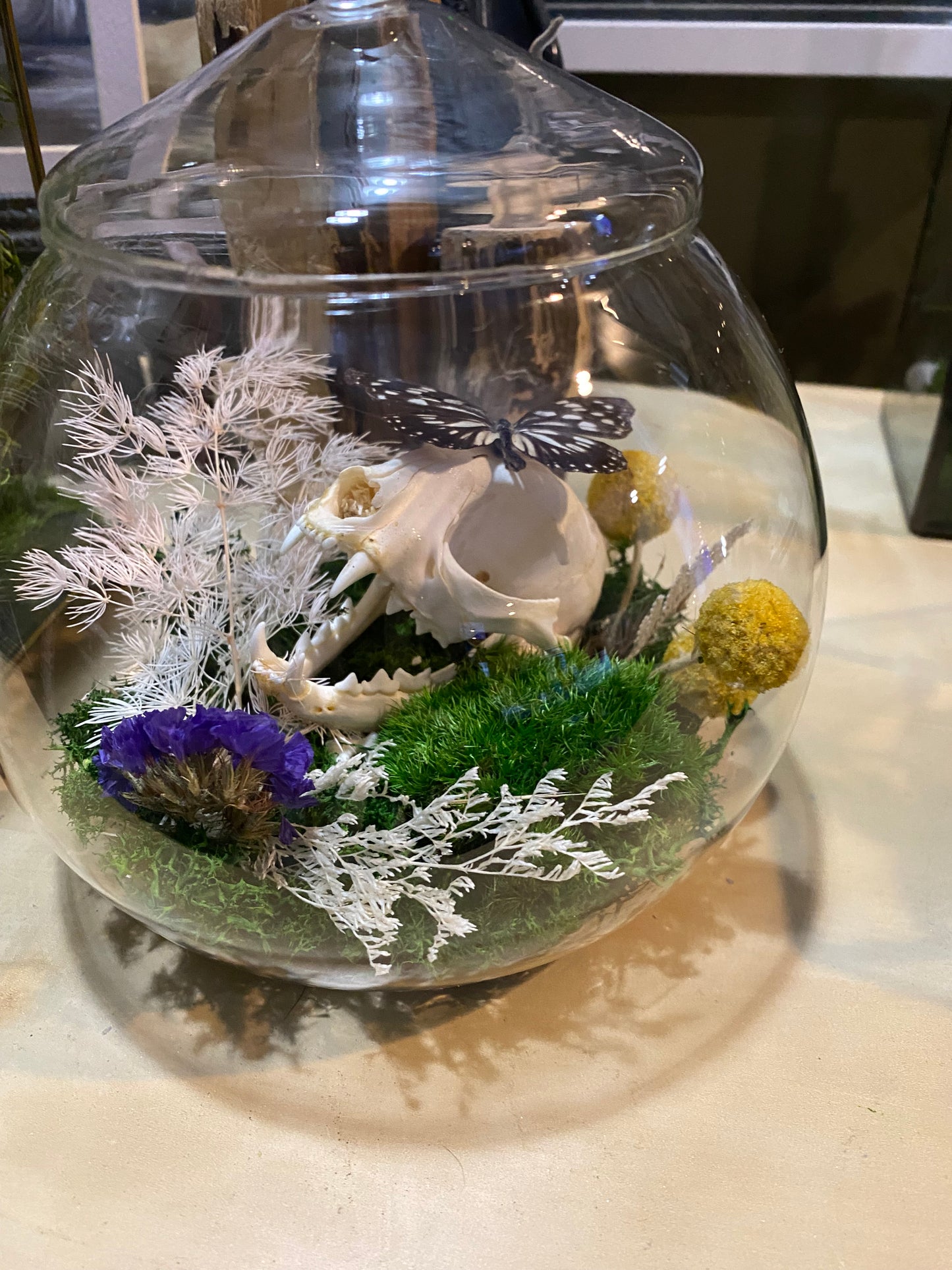 Cat Skull Still Life Terrarium
