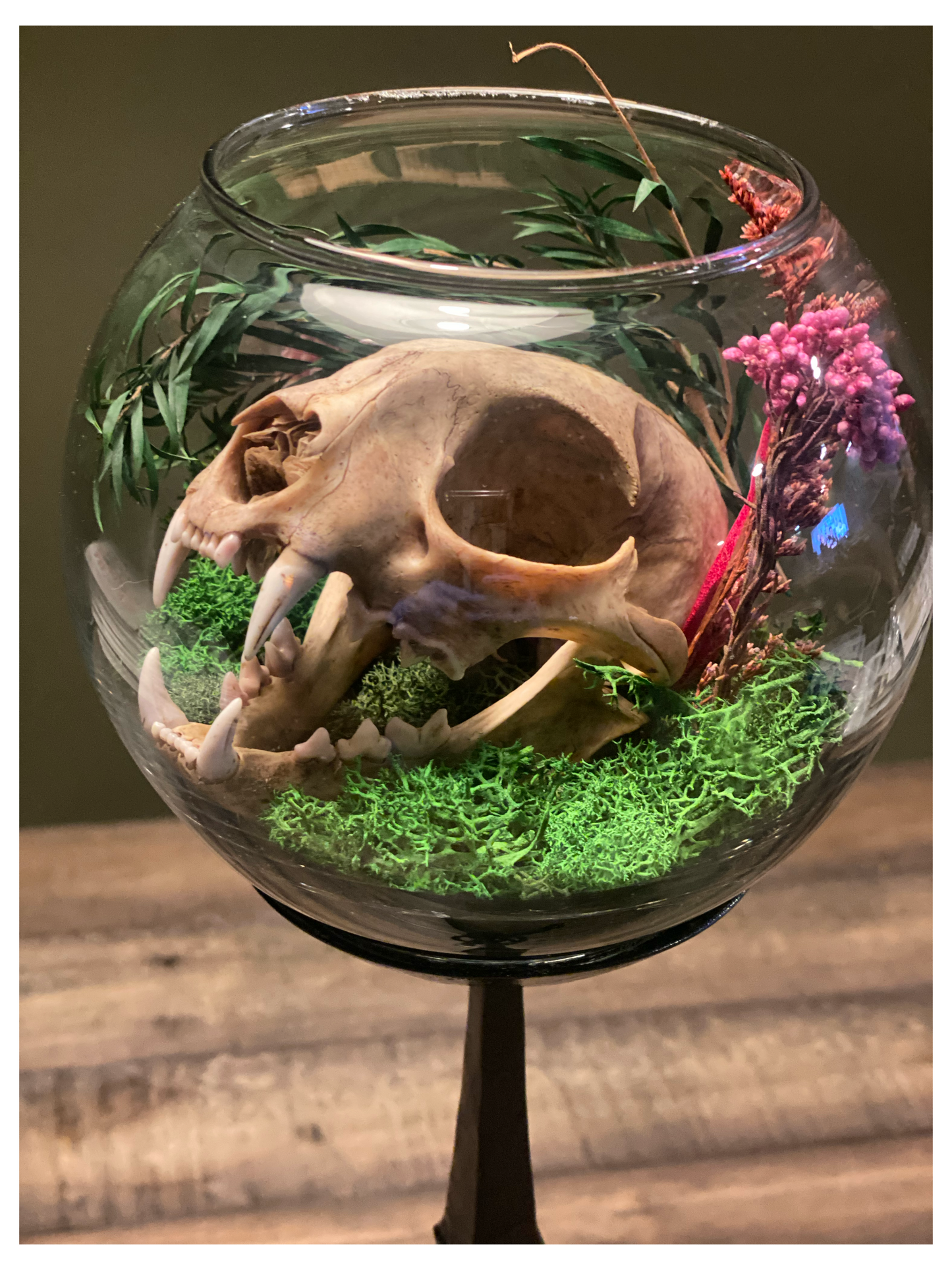 Bobcat Still Life Terrarium