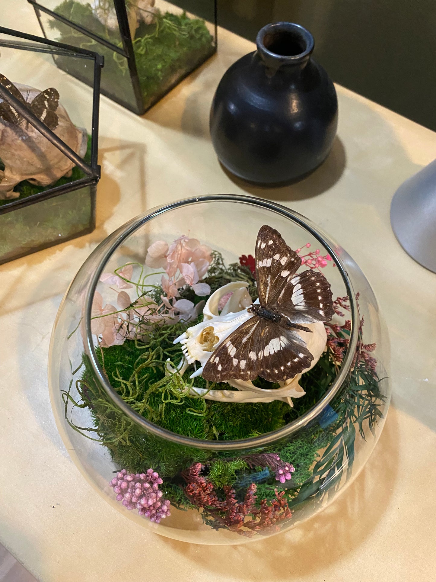 Cat Skull Still Life Terrarium