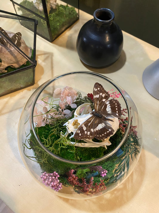 Cat Skull Still Life Terrarium
