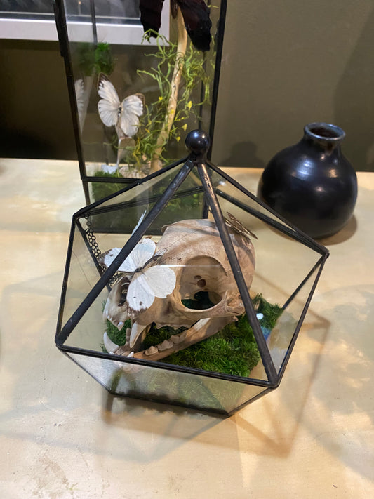 Bobcat Still Life Terrarium