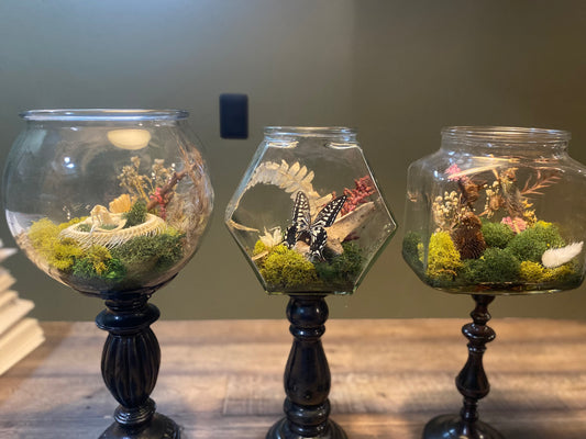 Still Life Terrarium — Cicada