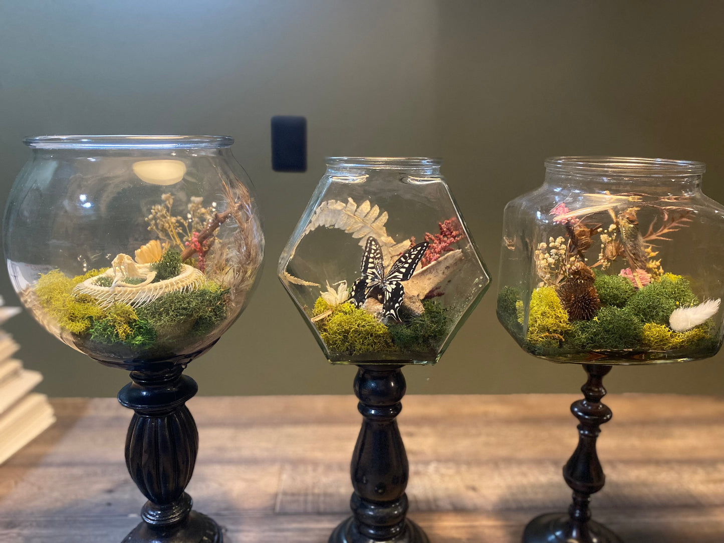 Still Life Terrarium — Swallowtail Butterfly