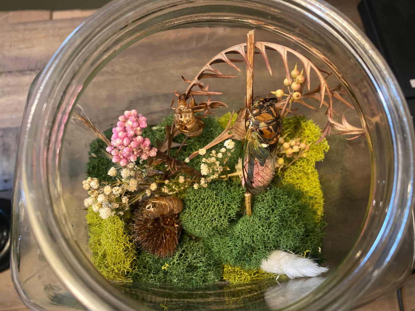 Still Life Terrarium — Cicada