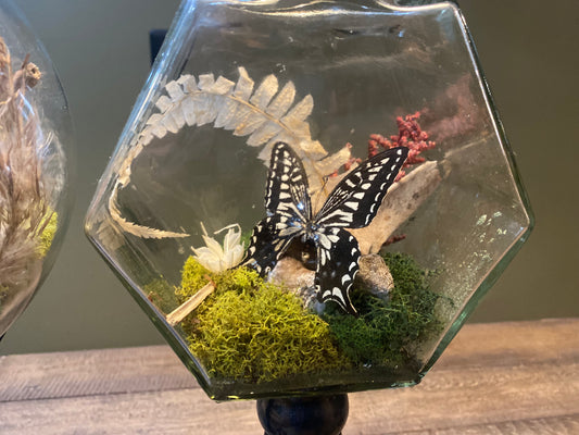Still Life Terrarium — Swallowtail Butterfly