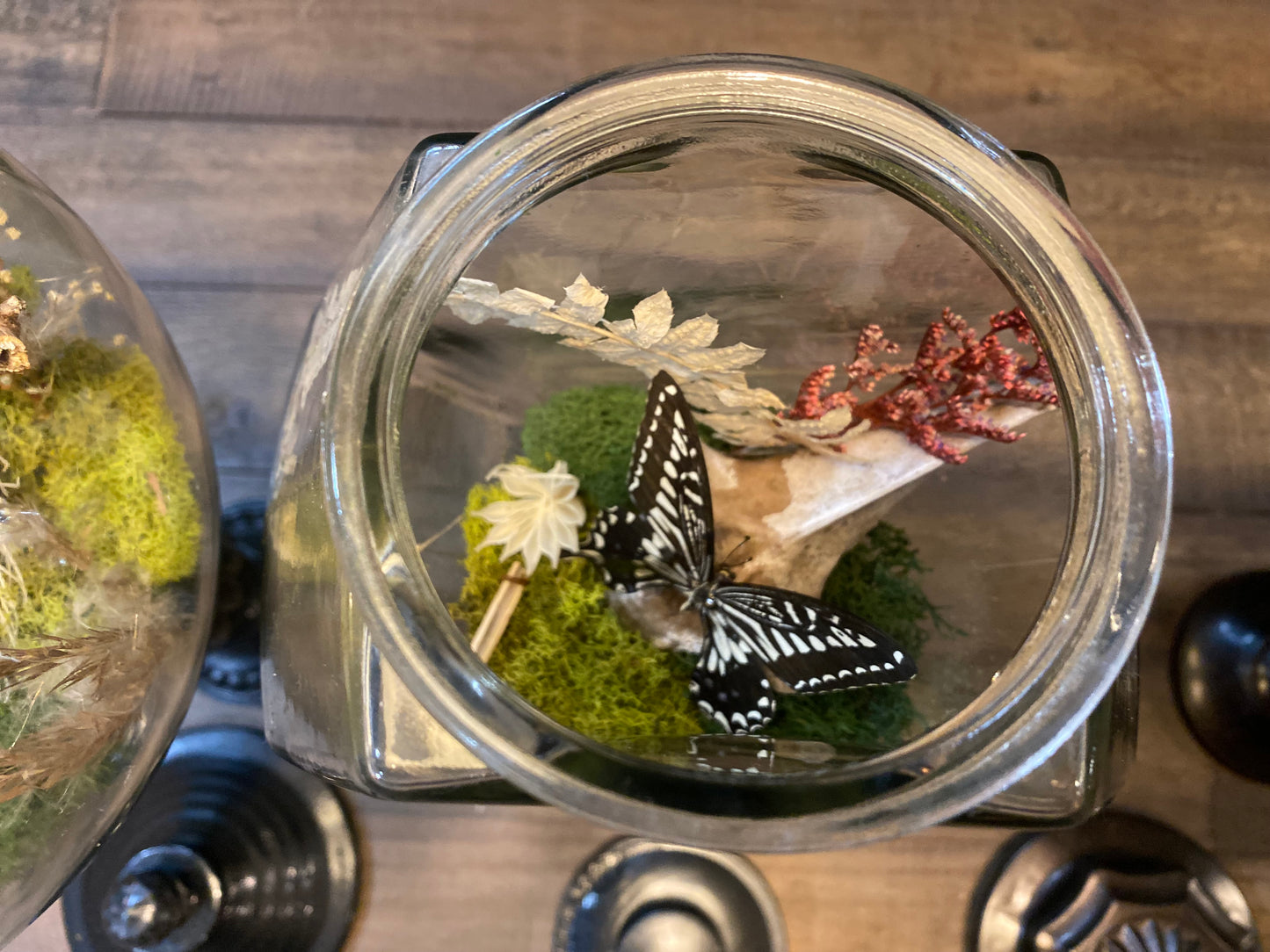Still Life Terrarium — Swallowtail Butterfly