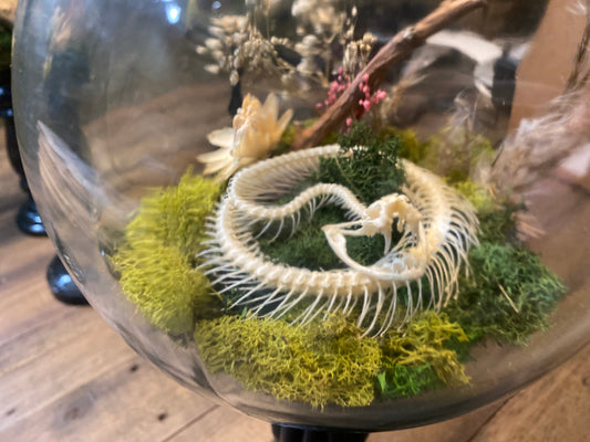 Still Life Terrarium — White Tree Viper