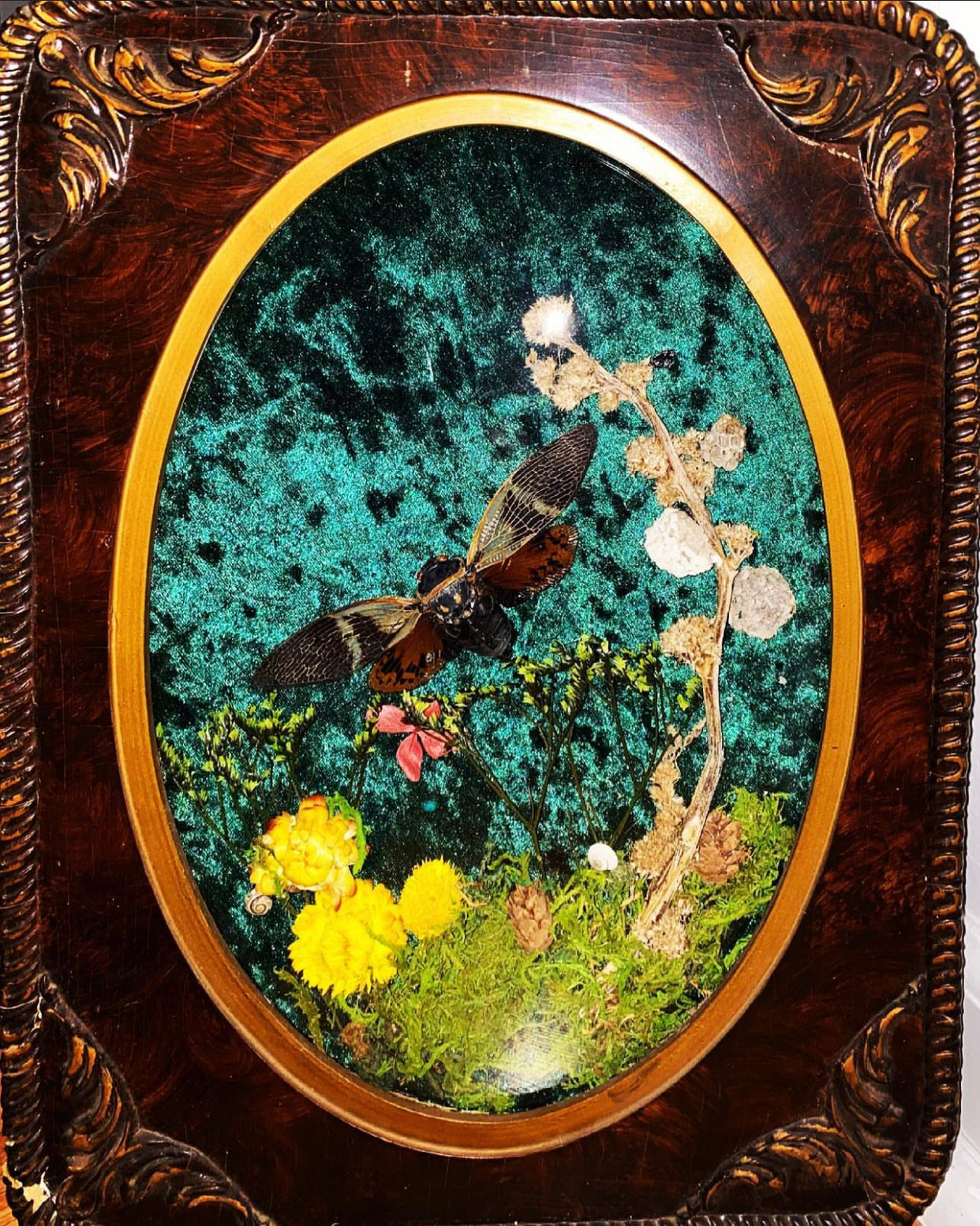 SOLD***** Cicada on Velvet in Vintage Convex Glass Frame