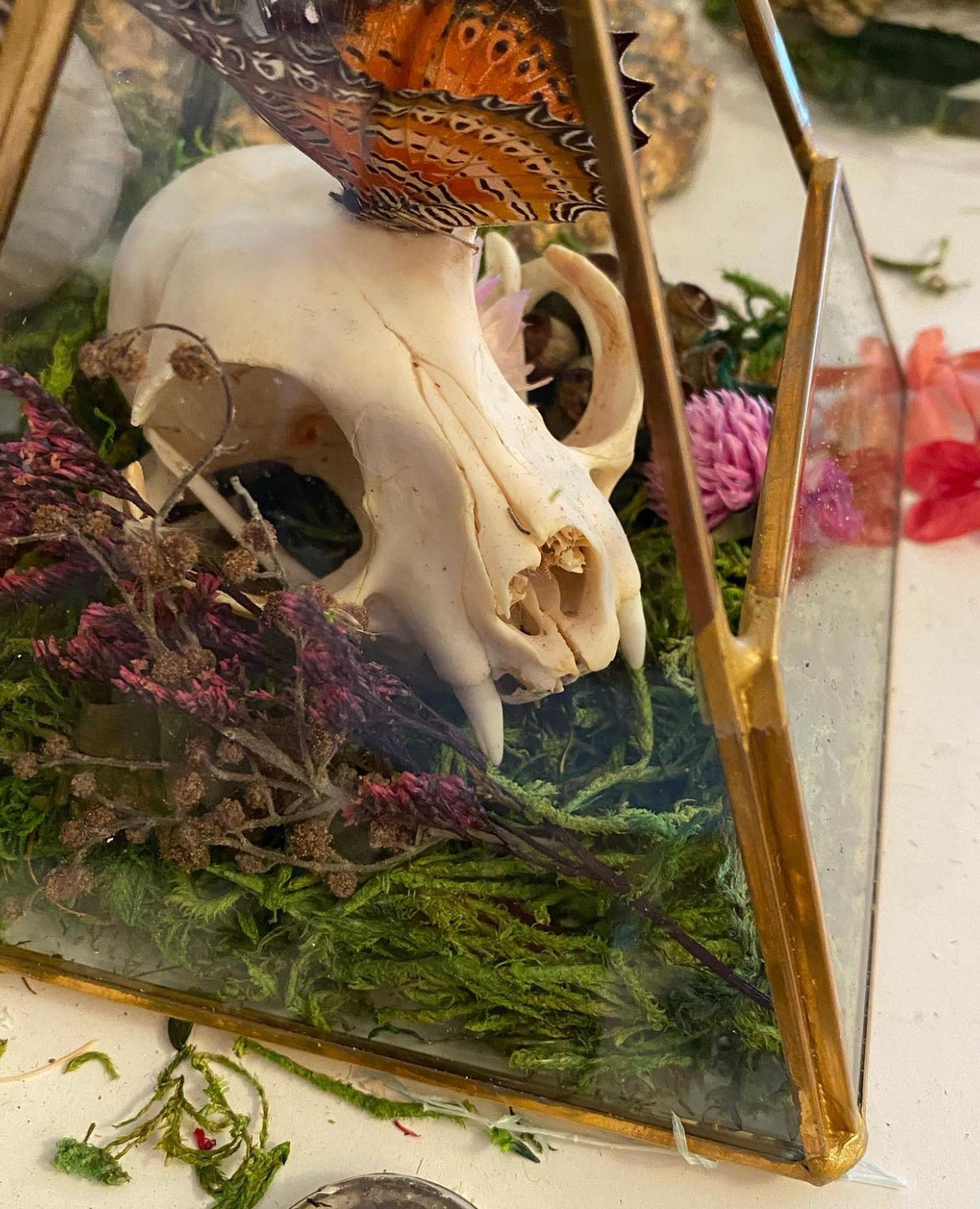 Assorted Cat Skull Terrariums