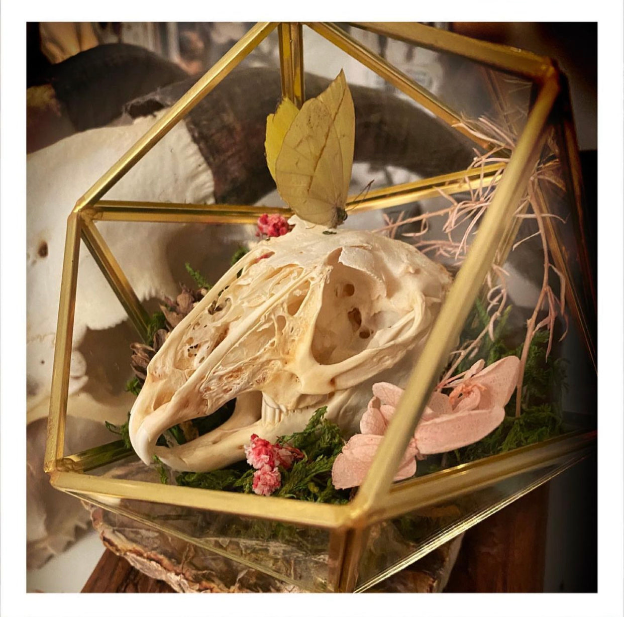 Assorted Rabbit Terrariums