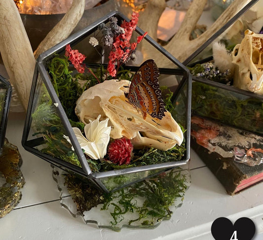 Assorted Rabbit Terrariums