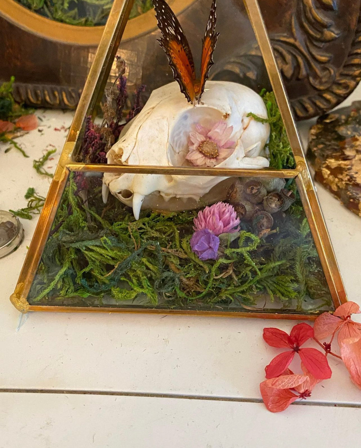 Assorted Cat Skull Terrariums